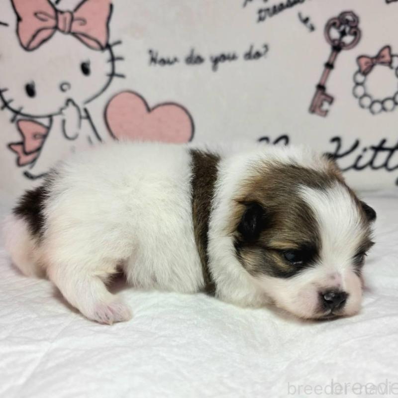 販売中の静岡県のポメラニアン-443614の2枚目