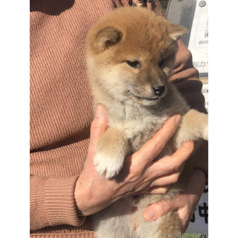 販売中の三重県の柴犬-443620の3枚目