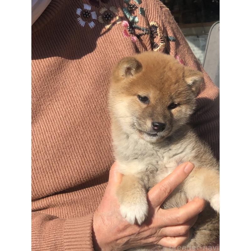 販売中の三重県の柴犬-443620の2枚目