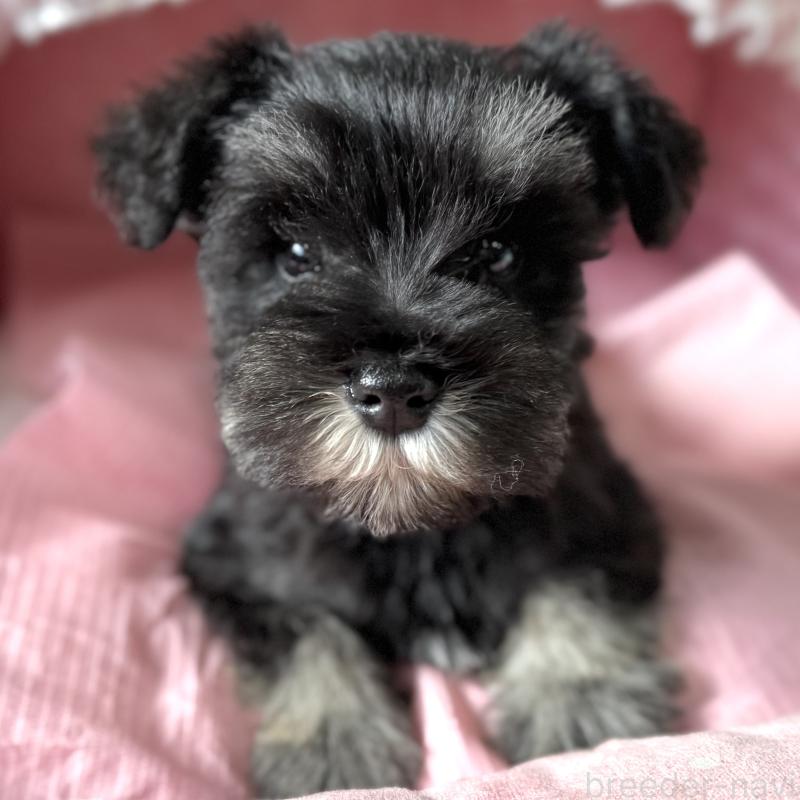 販売中の大阪府のミニチュアシュナウザー-443617