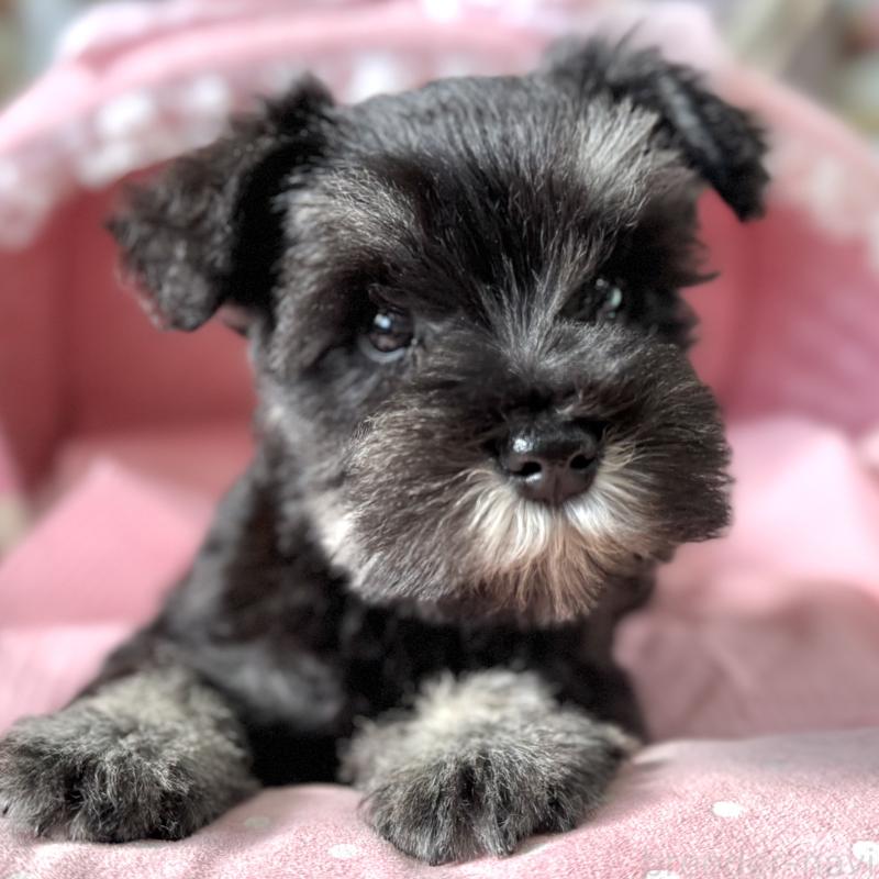 販売中の大阪府のミニチュアシュナウザー-443617の8枚目