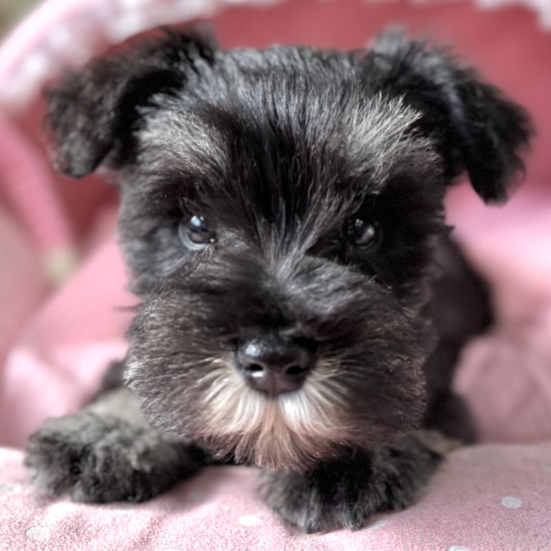 販売中の大阪府のミニチュアシュナウザー-443617の7枚目