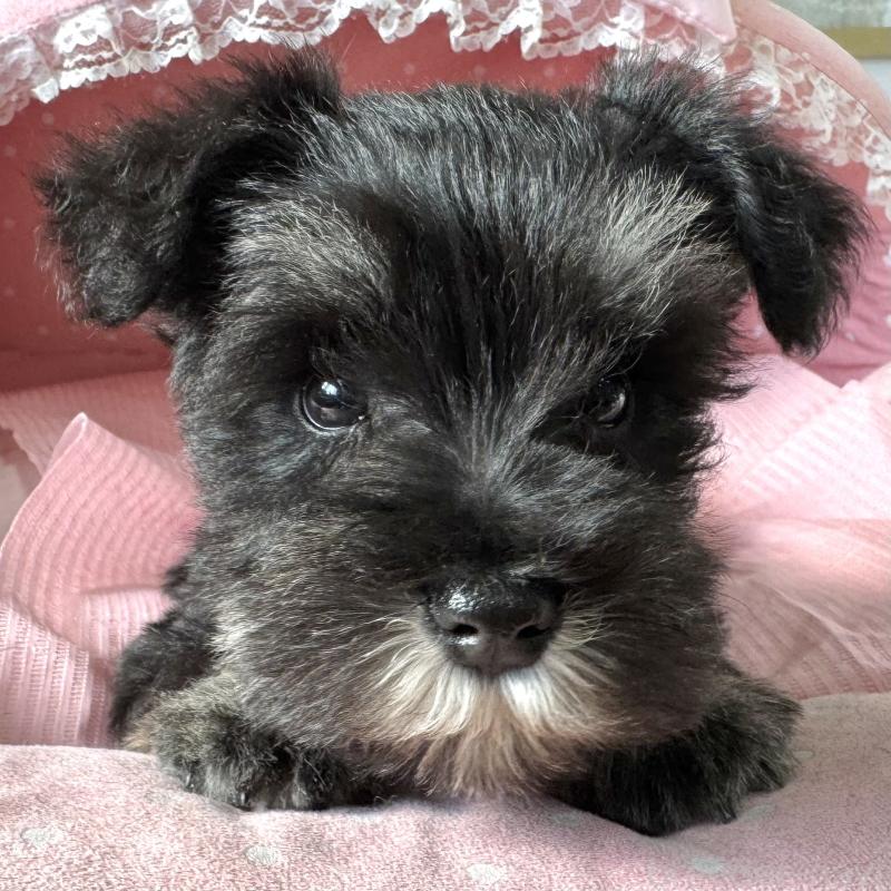 販売中の大阪府のミニチュアシュナウザー-443617の6枚目