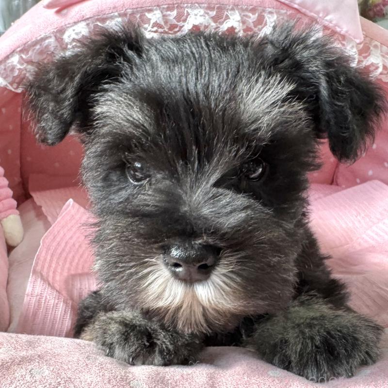 販売中の大阪府のミニチュアシュナウザー-443617の5枚目