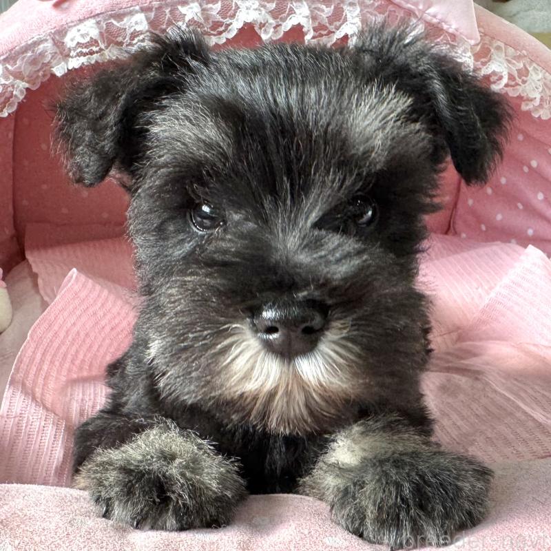 販売中の大阪府のミニチュアシュナウザー-443617の4枚目