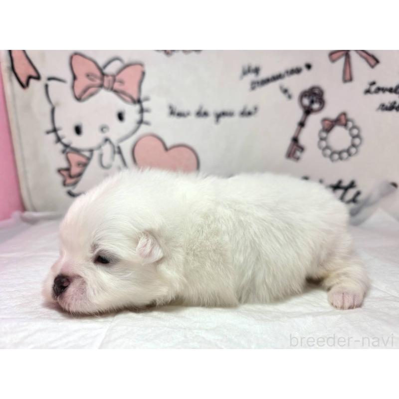 販売中の静岡県のポメラニアン-443619の6枚目