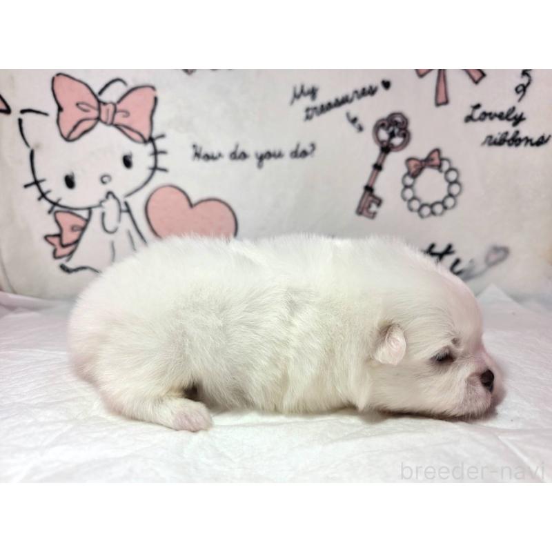 販売中の静岡県のポメラニアン-443619の5枚目