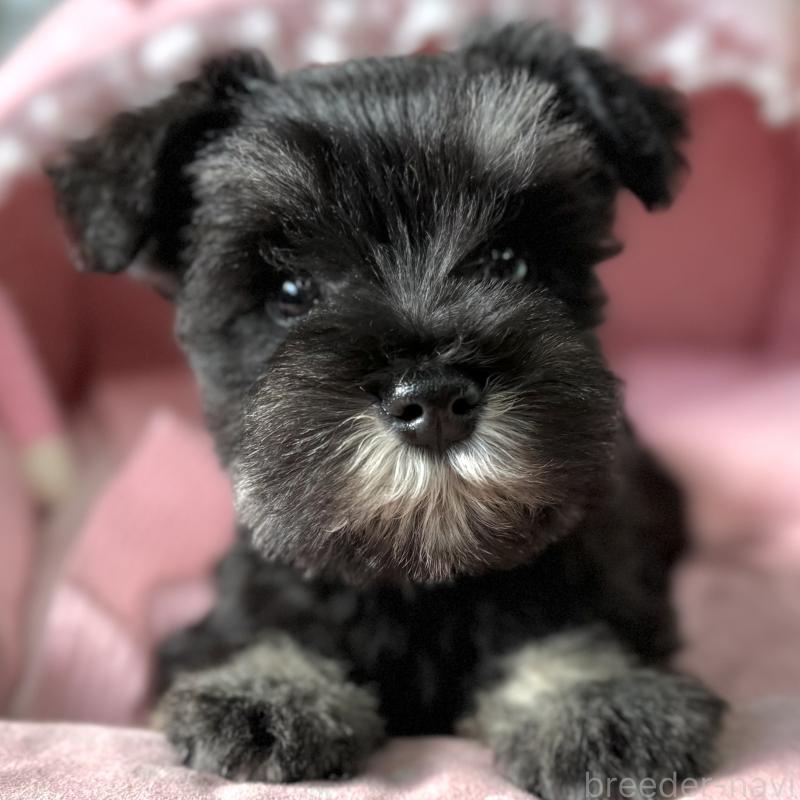 販売中の大阪府のミニチュアシュナウザー-443617の3枚目