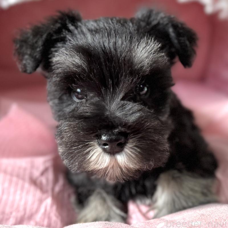 販売中の大阪府のミニチュアシュナウザー-443617の2枚目