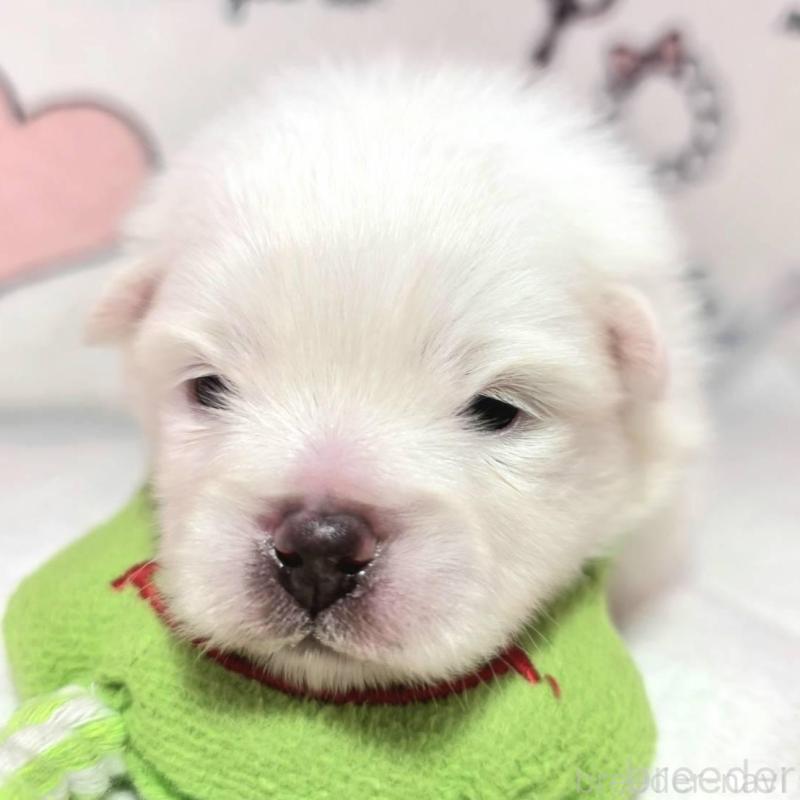 販売中の静岡県のポメラニアン-443619の4枚目