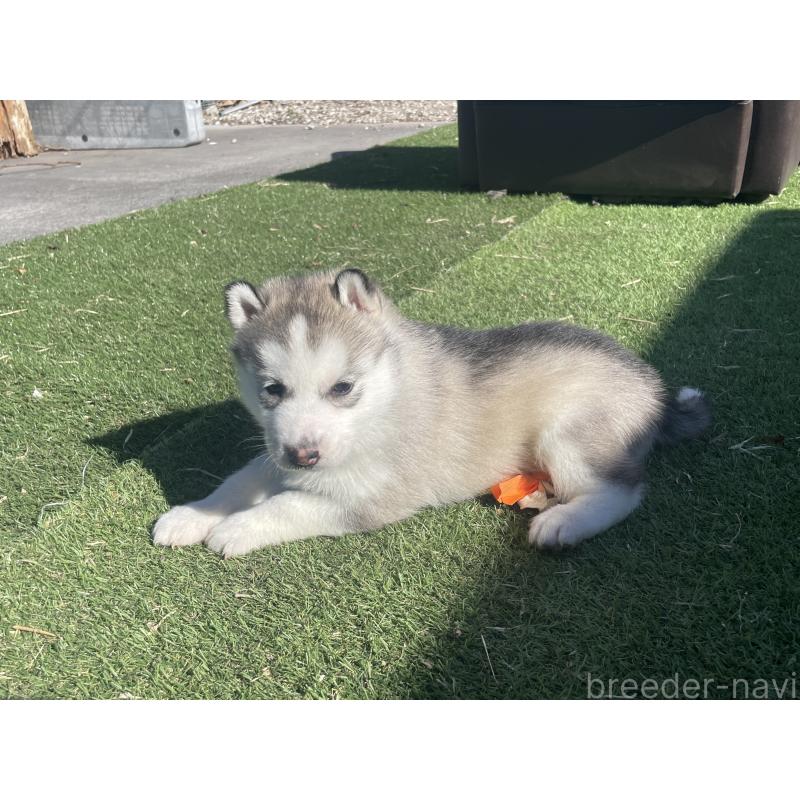 販売中の静岡県のシベリアンハスキー-443621の6枚目