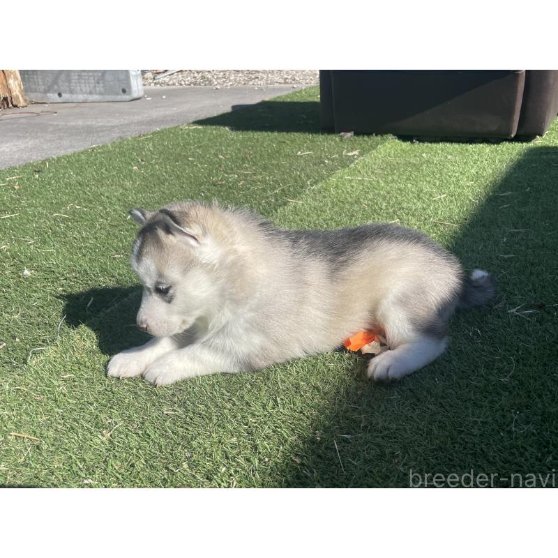 販売中の静岡県のシベリアンハスキー-443621の5枚目