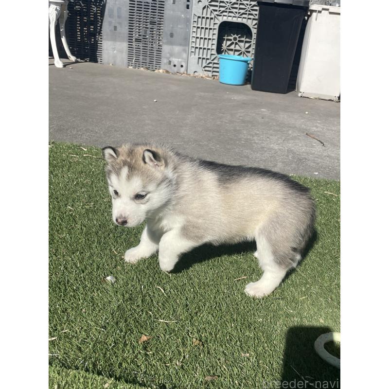 販売中の静岡県のシベリアンハスキー-443621の4枚目