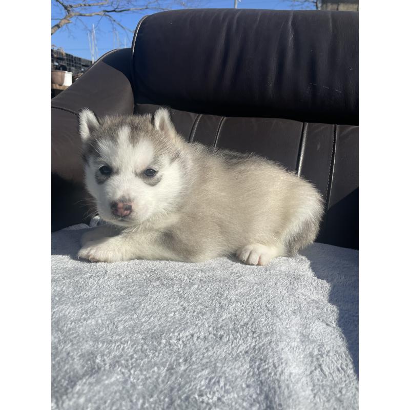 販売中の静岡県のシベリアンハスキー-443621の3枚目