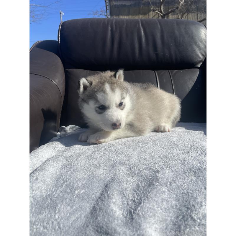 販売中の静岡県のシベリアンハスキー-443621の2枚目