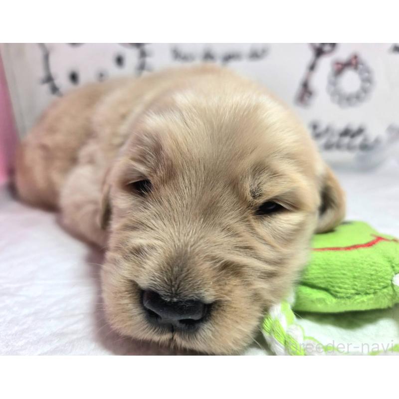 販売中の静岡県のゴールデンレトリーバー-443622の7枚目