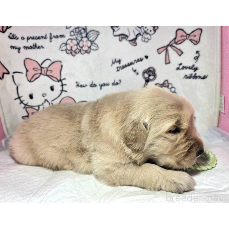 販売中の静岡県のゴールデンレトリーバー-443622の6枚目