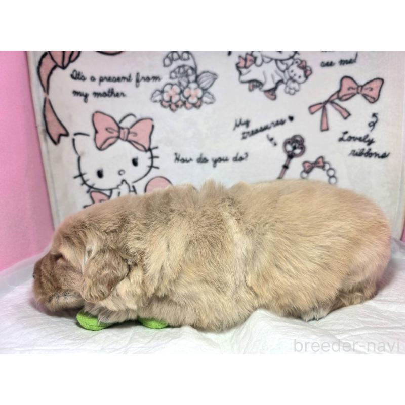 販売中の静岡県のゴールデンレトリーバー-443622の5枚目