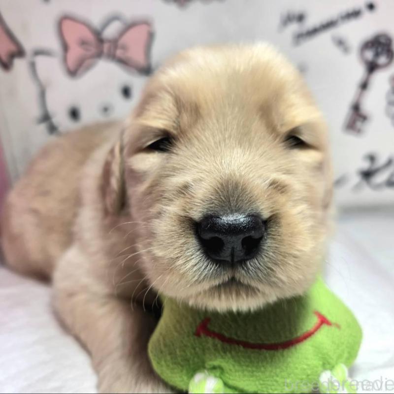 販売中の静岡県のゴールデンレトリーバー-443622の4枚目