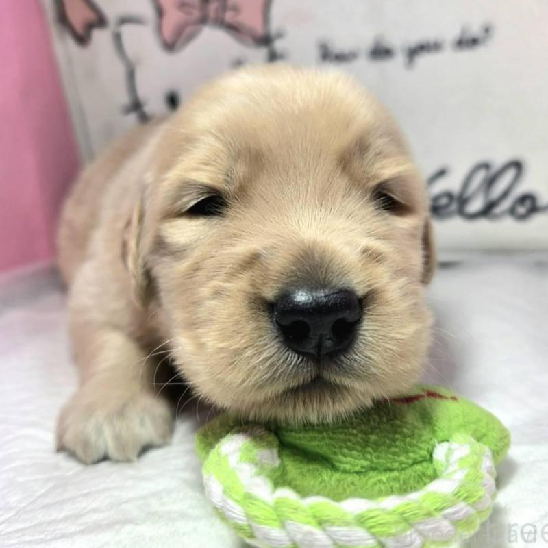 販売中の静岡県のゴールデンレトリーバー-443622の3枚目