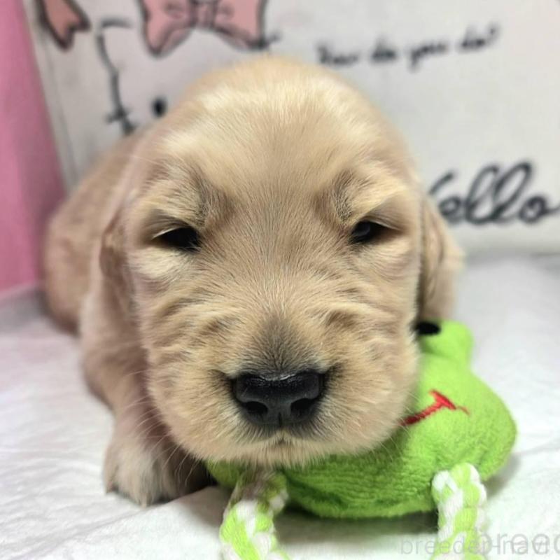 販売中の静岡県のゴールデンレトリーバー-443622の2枚目