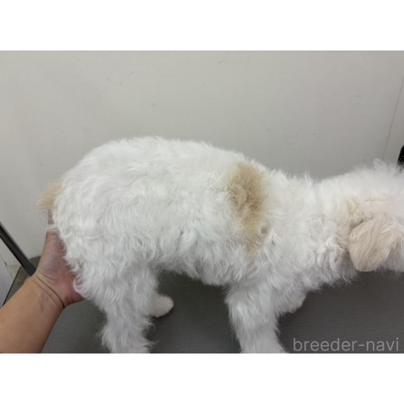 販売中の広島県のトイプードル-443625の5枚目