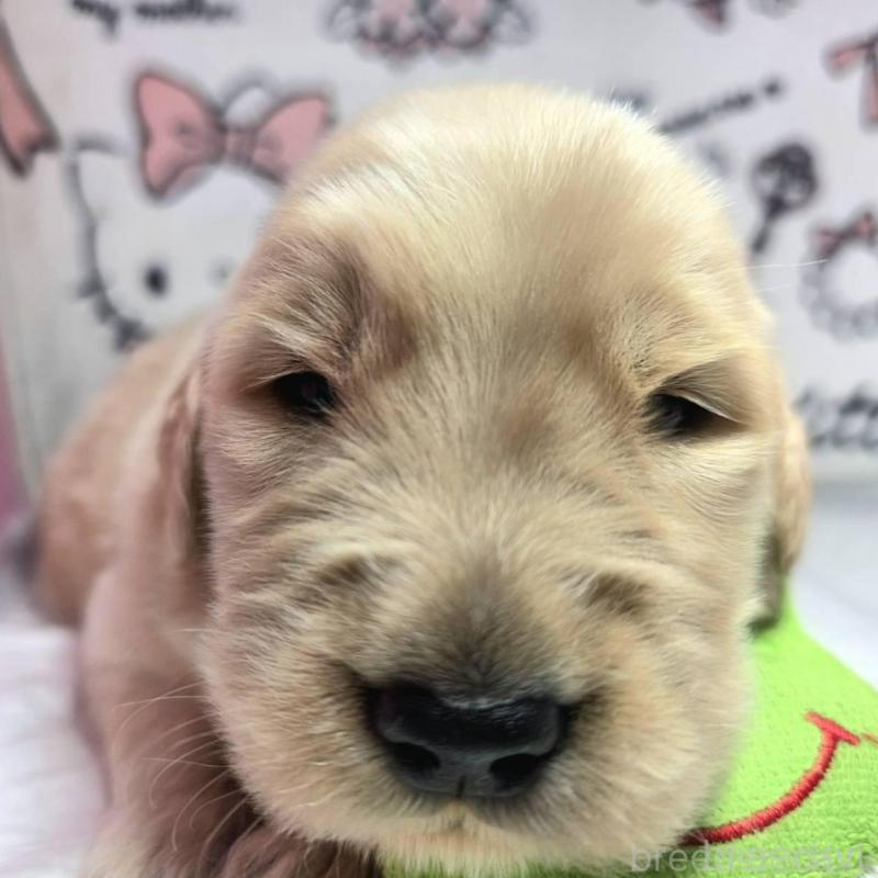 販売中の静岡県のゴールデンレトリーバー-443622の1枚目