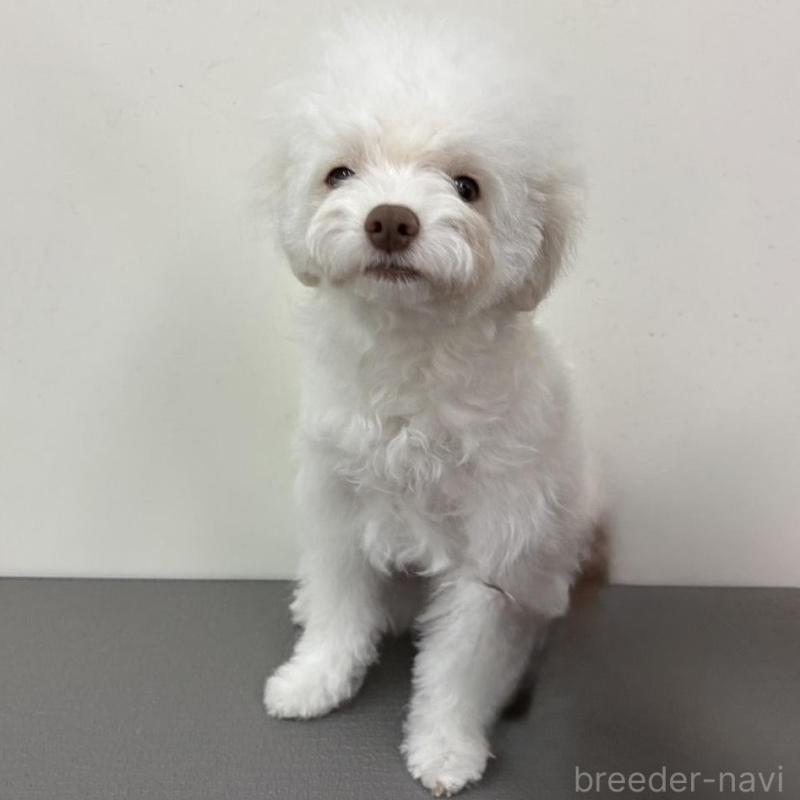 販売中の広島県のトイプードル-443625の4枚目