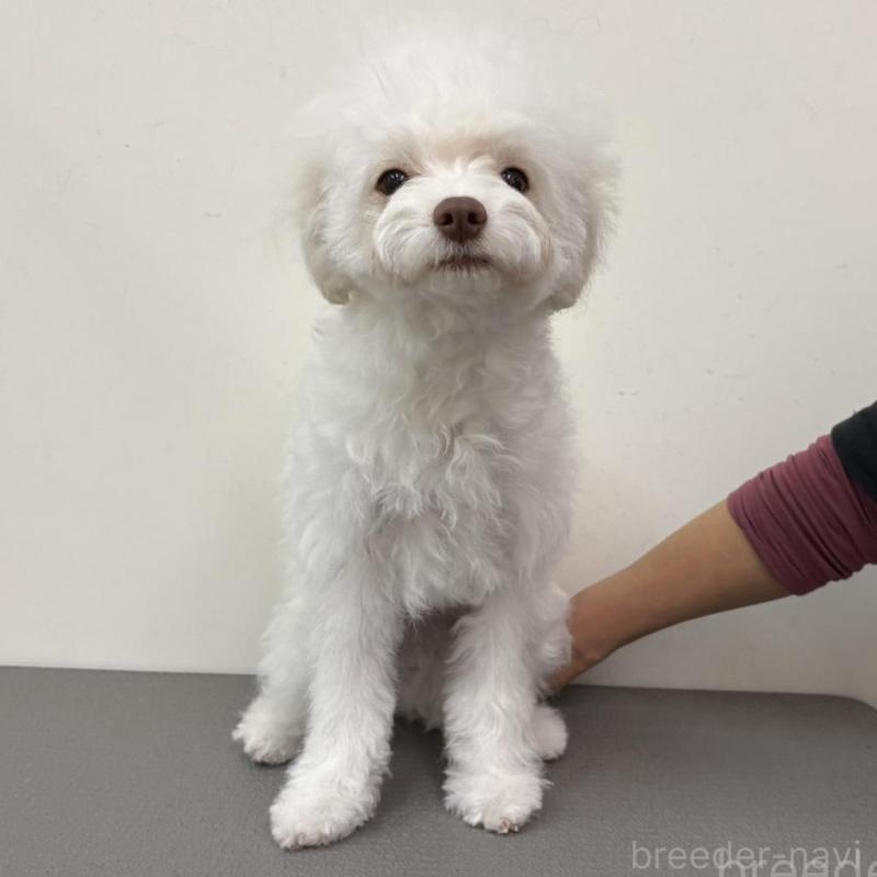 販売中の広島県のトイプードル-443625の3枚目