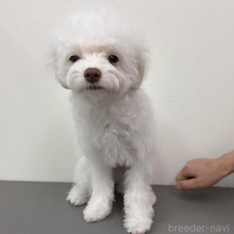 販売中の広島県のトイプードル-443625の2枚目