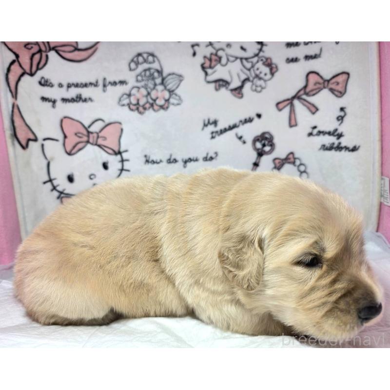 販売中の静岡県のゴールデンレトリーバー-443626の6枚目