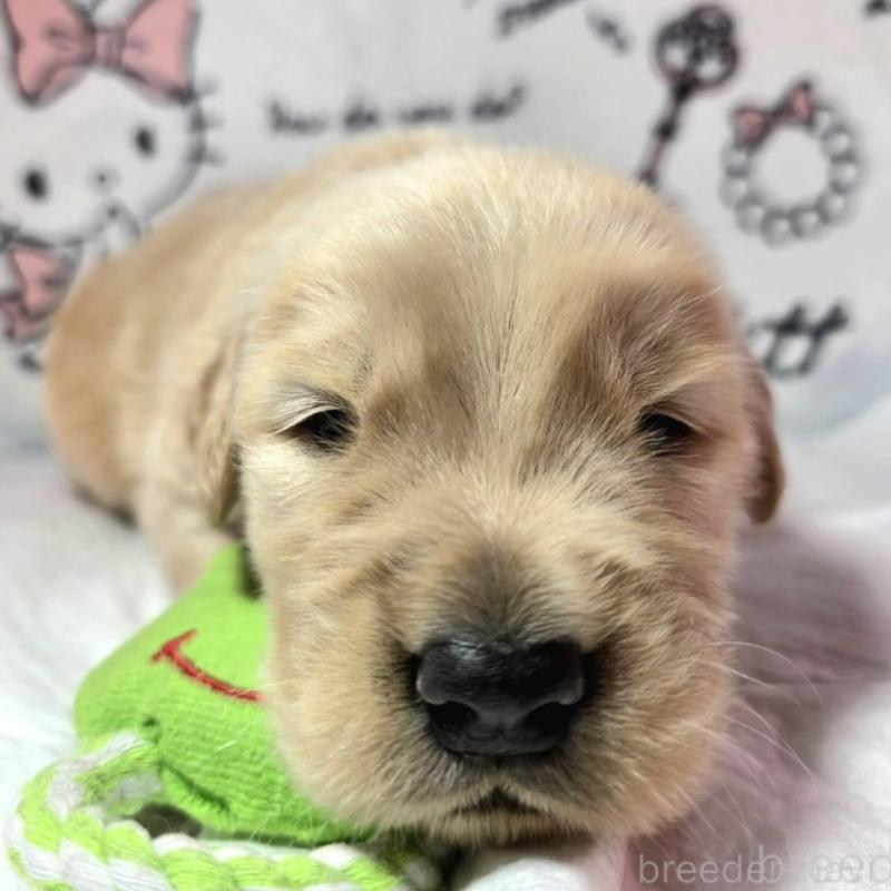 販売中の静岡県のゴールデンレトリーバー-443626の1枚目