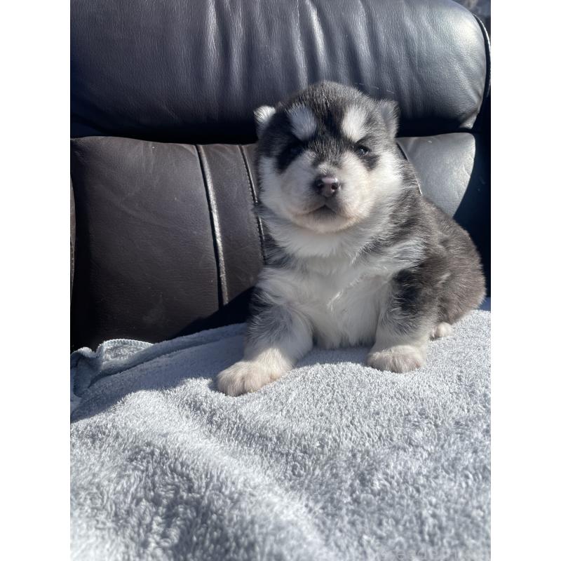 販売中の静岡県のシベリアンハスキー-443631の7枚目