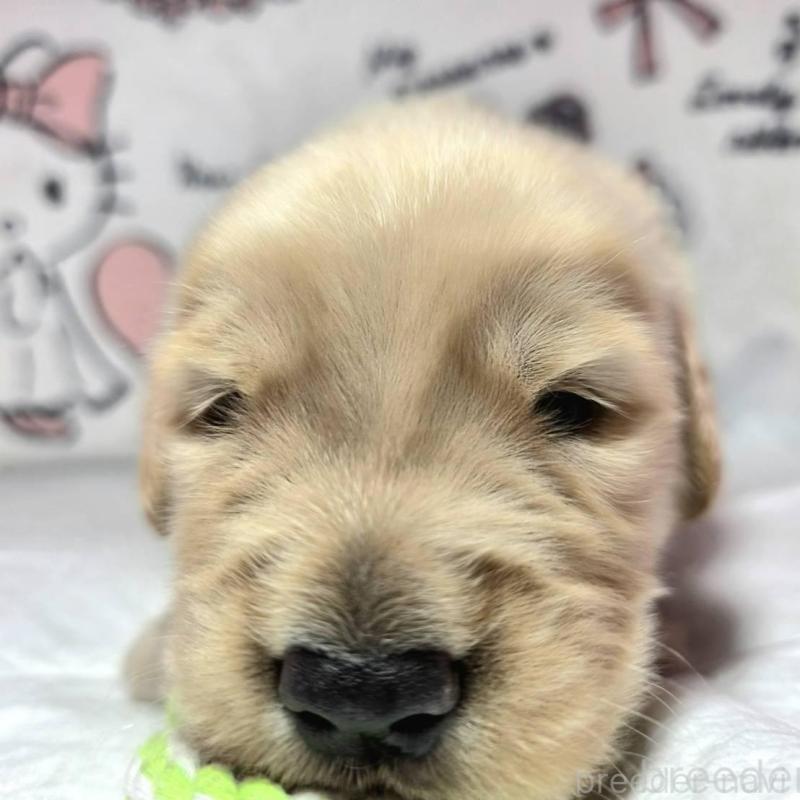 販売中の静岡県のゴールデンレトリーバー-443626の4枚目