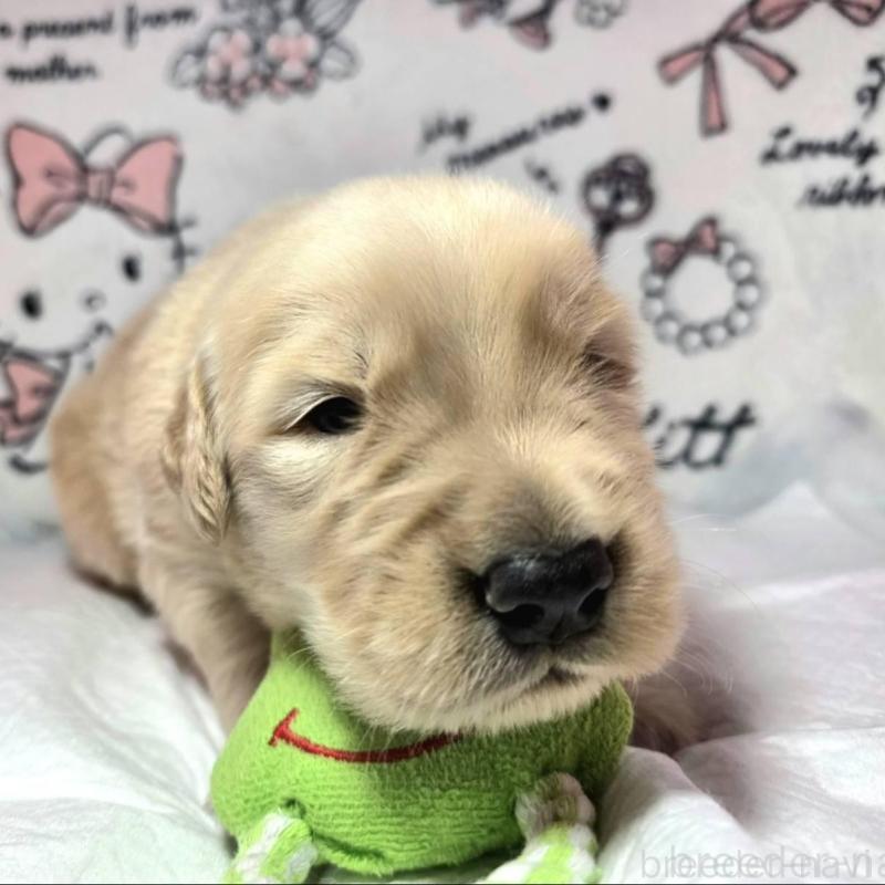 販売中の静岡県のゴールデンレトリーバー-443626の3枚目