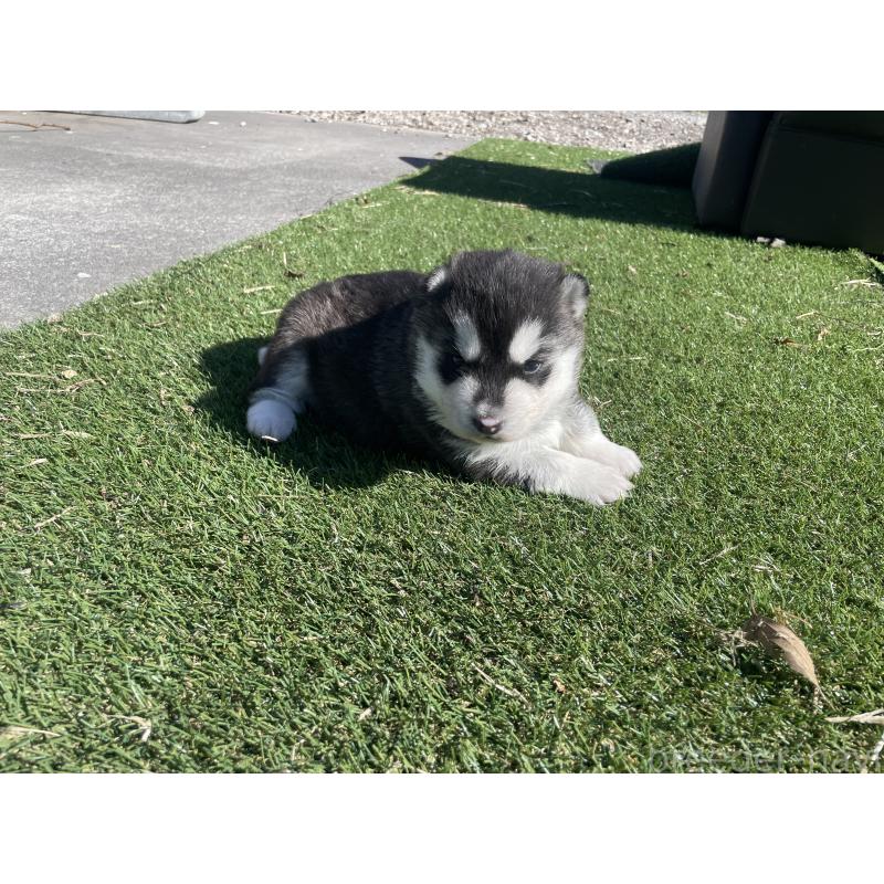 販売中の静岡県のシベリアンハスキー-443631の5枚目