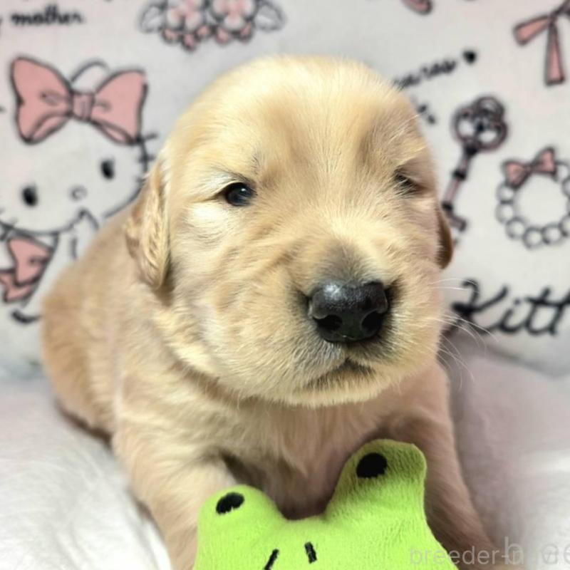 販売中の静岡県のゴールデンレトリーバー-443626の2枚目