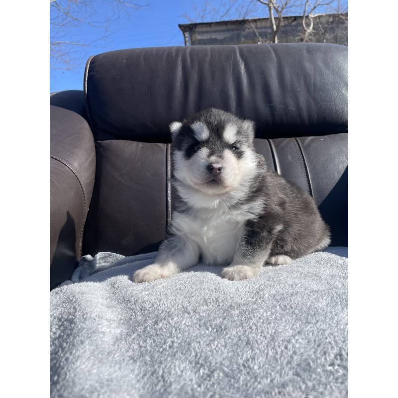 販売中の静岡県のシベリアンハスキー-443631の4枚目