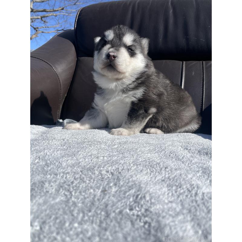 販売中の静岡県のシベリアンハスキー-443631の3枚目