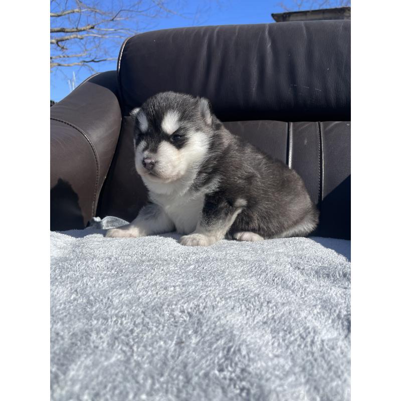 販売中の静岡県のシベリアンハスキー-443631の2枚目