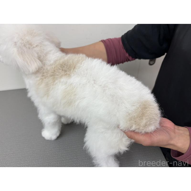 販売中の広島県のトイプードル-443627の5枚目