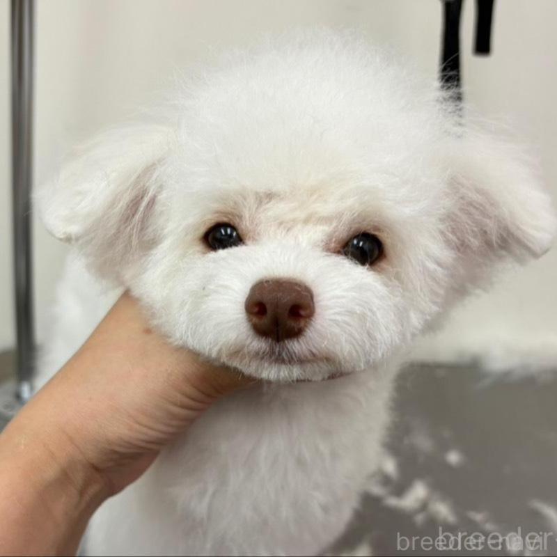 販売中の広島県のトイプードル-443627