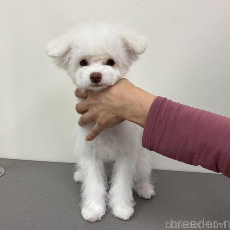 販売中の広島県のトイプードル-443627の4枚目