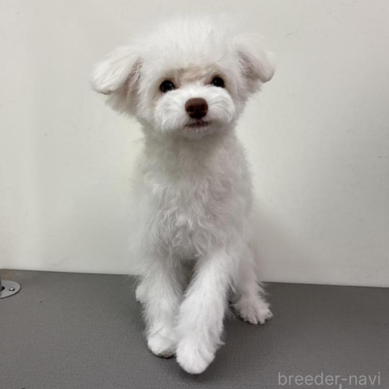 販売中の広島県のトイプードル-443627の2枚目