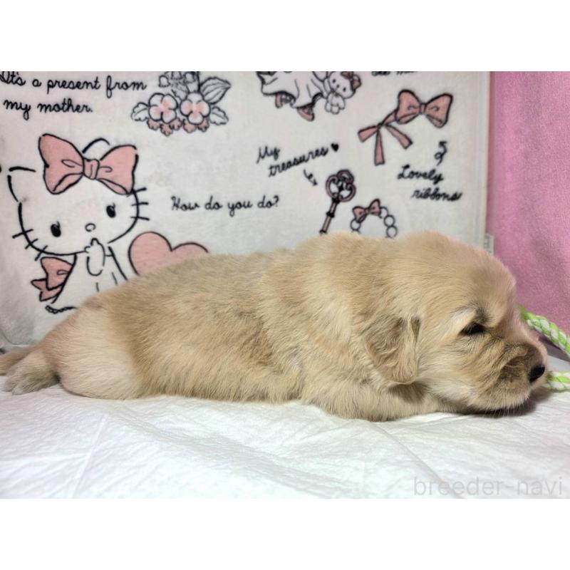 販売中の静岡県のゴールデンレトリーバー-443630の7枚目