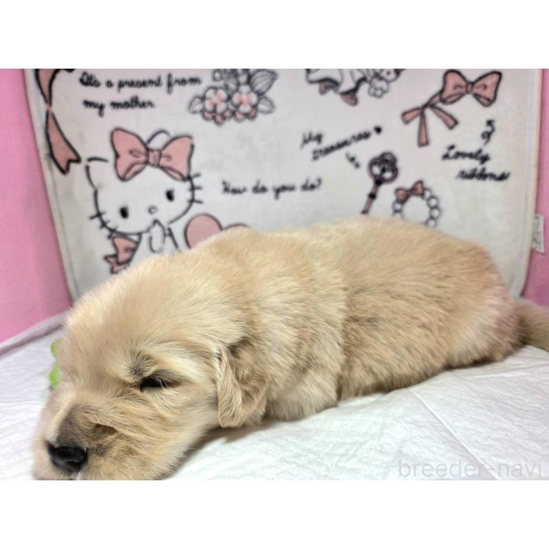 販売中の静岡県のゴールデンレトリーバー-443630の6枚目