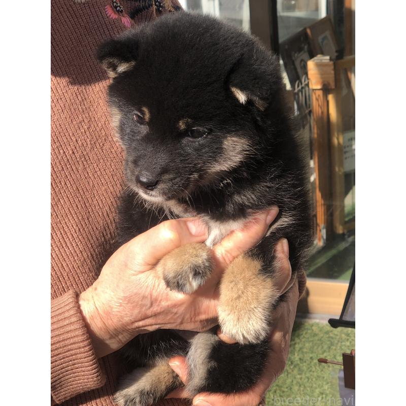 販売中の三重県の柴犬-443629の5枚目