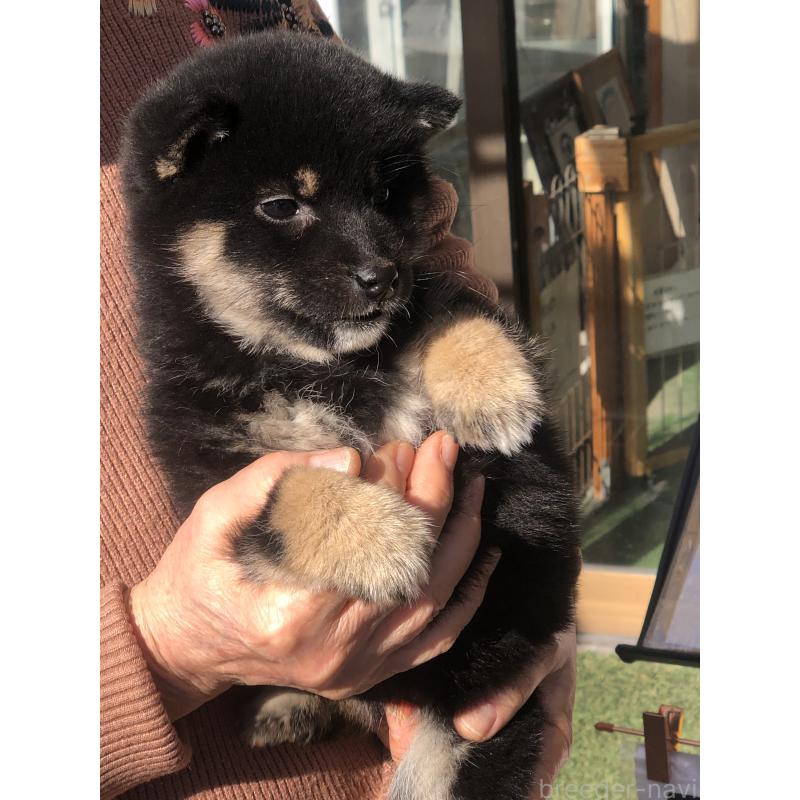 販売中の三重県の柴犬-443629の3枚目