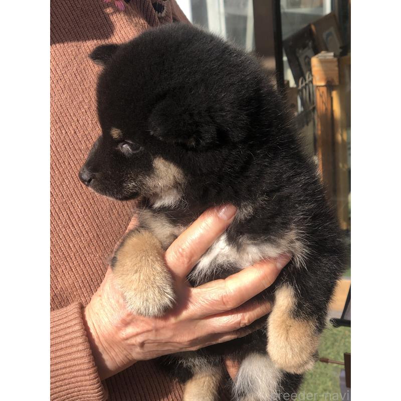 販売中の三重県の柴犬-443629の2枚目