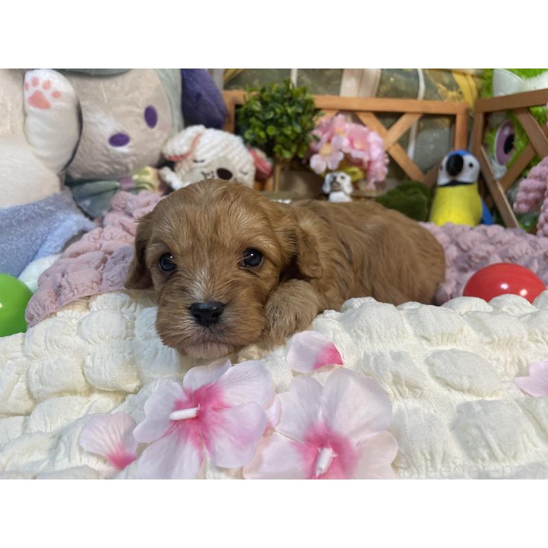 成約済の神奈川県のキャバプー:キャバリア×トイプードル-440496の9枚目